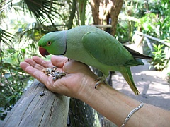 043 Birdworld Kuranda